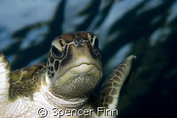 Grren Turtles like this one are common in the Similan isl... by Spencer Finn 